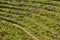 Terrace vineyards in Ribeira sacra. Ourense, Spain. Viticulture