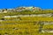 Terrace vineyards of Rivaz