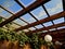 terrace with wooden pergola and plexiglass roof. vines are straining,