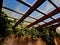 terrace with wooden pergola and plexiglass roof. vines are straining,