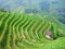 Terraced field and village