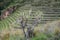 Terraced fields in the Inca archeological area of Pisac, Peru.