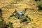 Terraced fields of paddy field and primitive small house