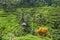 Terraced fields of rice plants in Tegalalang, Gianyar, Bali - Indonesia