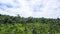 Terraced fields of rice plants in Tegalalang, Gianyar, Bali - Indonesia