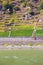 Terraced grape vineyard seen along the Rhine River, Germany