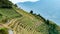 Terraced hill with rice crops