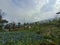 Terraced leek plants on the slopes of Mount Sumbing