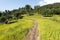 Terraced millet field in Solukhumbu valley