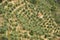 Terraced olive tree grove in Liguria, Italy