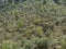 Terraced olive tree grove. Mediterranean oil trees, Mallorca, Spain