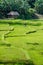 Terraced paddy filed and a farmer of kandy area of Sri lanka