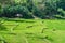 Terraced paddy filed and a farmer of kandy area of Sri lanka