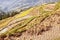 Terraced paddy rice field during harvest