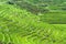 Terraced Rice Field