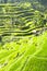 Terraced rice field in Bali