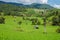 Terraced Rice Field in Chiangmai, Royal Project Khun Pae Northern Thailand