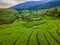 Terraced Rice Field in Chiangmai, Royal Project Khun Pae Northern Thailand