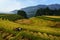 Terraced rice field in harvest season with farmers harvesting on field in Mu Cang Chai, Vietnam.