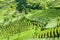 Terraced rice field on hill