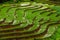 Terraced rice field at Mae Cham, Chiangmai, Thailand