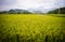 Terraced rice field in Northern, Vietnam