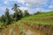 Terraced rice field in water season in Bali. Terrace rice fields