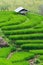 Terraced rice fields in northern Thailand