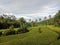 terraced rice fields often with yellow rice ready for harvest and lined with coconut trees