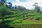 terraced rice fields on the slopes of Mount Penanggungan