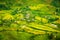 Terraced rice paddies