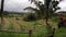 Terraced Rice Paddy Fields at Jatiluwih in Bali, Indonesia.