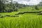 Terraced ricefield in the hills of Ubud, Bali, Indonesia