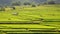 Terraced ripe rice field and hut