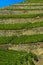 Terraced vineyard on dry stone walls