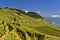 Terraced vineyards, Lavaux vineyard region