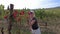 Terraced vineyards of Montalcino in Italy