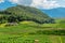 Terraced vineyards Vaud