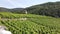 Terraced vineyards Vaud