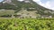 Terraced vineyards Vaud