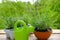 Terracotta ceramic pot with young plants of garden lavender, Lavandula, green watering can for watering on old wooden boards,