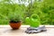 Terracotta ceramic pot with young plants of garden lavender, Lavandula, green watering can for watering on old wooden boards,