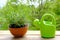 Terracotta ceramic pot with young plants of garden lavender, Lavandula, green watering can for watering on old wooden boards,