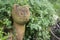 Terracotta clay cat planter in the herb garden