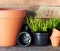 Terracotta clay flower pots around coniferous plants and black plastic containers on wooden table