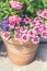 Terracotta container with Beautiful pink summer flowers: roses and verbena.