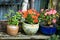 Terracotta earthen flower pots with busy Lissie
