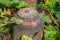 A terracotta forcing jar in the rhubarb patch