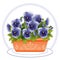 Terracotta Planter with Sky Blue Pansies