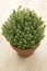 Terracotta pot with fresh thyme